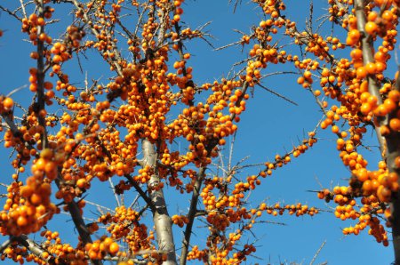 Téléchargez les photos : Branche d'argousier (hippophae rhamnoides) aux baies orange mûres - en image libre de droit