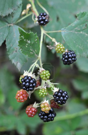 Photo for On the branch bush ripen the blackberries (Rubus fruticosus) - Royalty Free Image