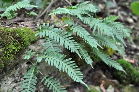 Fern Polypodium vulgare wächst in freier Wildbahn auf einem Felsen im Wald
