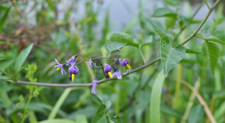 Téléchargez les photos : Solanum bittersweet (Solanum dulcamara) pousse dans la nature - en image libre de droit