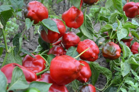 Foto de Los frutos rojos del pimiento dulce maduraron en el arbusto - Imagen libre de derechos