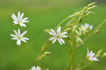 Photo for Stellaria graminea blooms in the wild in summer - Royalty Free Image