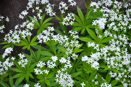Téléchargez les photos : La paille de lit (Galium odoratum) fleurit au printemps à l'état sauvage dans la forêt - en image libre de droit