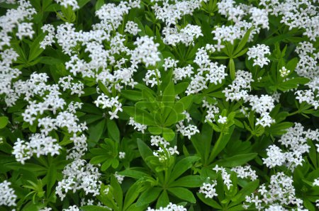 Bedstraw (Galium odoratum) blooms in spring in the wild in the forest