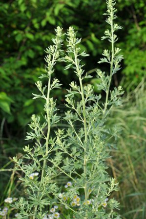 Photo for Bitter wormwood (Artemisia absinthium) bush grows in the wild - Royalty Free Image