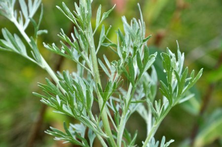 Téléchargez les photos : L'absinthe amère (Artemisia absinthium) pousse dans la nature - en image libre de droit