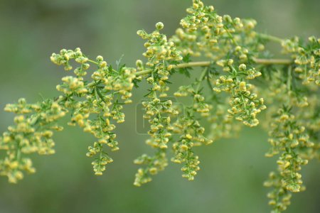 Jährlicher Säbelschnabel (Artemisia annua) wächst in freier Wildbahn
