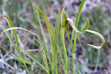 Frühling wächst in der Natur falcaria vulgaris