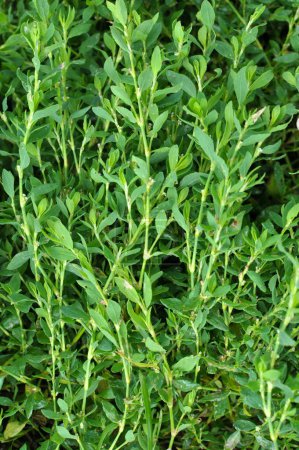 Polygonum aviculare hierba crece en la naturaleza