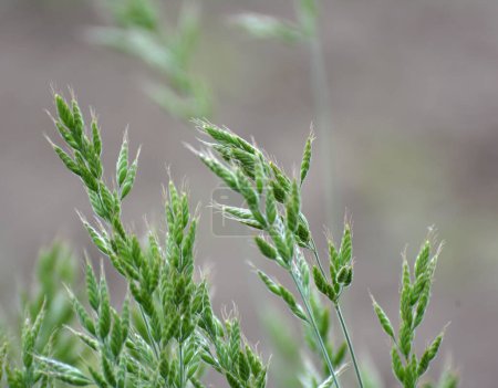 Téléchargez les photos : Brome d'herbe céréalière pousse dans la nature - en image libre de droit