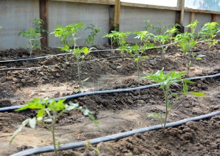 Foto de Invernadero con riego por goteo al cultivar tomates en suelo orgánico. - Imagen libre de derechos