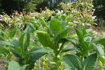 Foto de Cultivo de tabaco en una plantación en un campo agrícola - Imagen libre de derechos