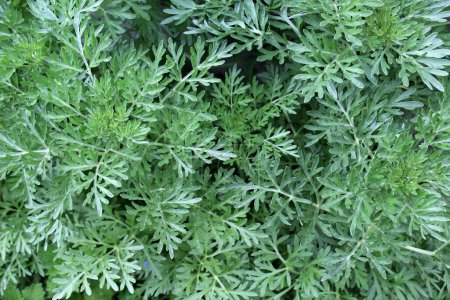 Arbusto de ajenjo amargo (Artemisia absinthium) crece en la naturaleza