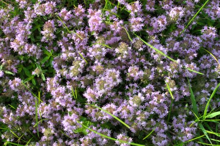 Photo for Thyme (Thymus serpyllum) blooms in the wild in summer - Royalty Free Image