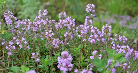 Photo for Thyme (Thymus serpyllum) blooms in the wild in summer - Royalty Free Image