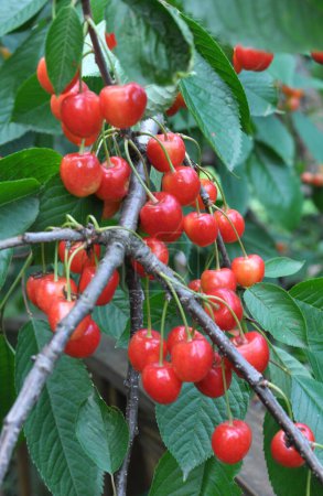 Foto de En una rama de árbol, bayas rojas maduras cereza dulce (Prunus avium) - Imagen libre de derechos