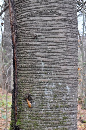Old sweet cherry tree (Prunus avium) with trunk and bark