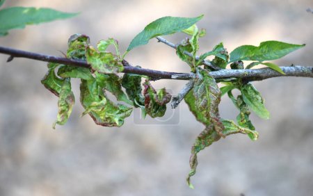 Gekräuselte Pfirsichblätter verursacht durch den Pilz Taphrina deformans   