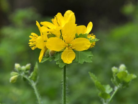 Chelidonium majus with leaves and yellow flowers, growing in the wild