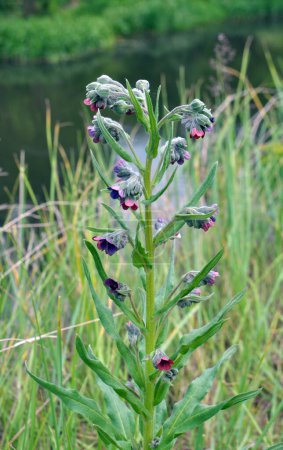Foto de En la naturaleza, Cynoglossum officinale florece entre las hierbas - Imagen libre de derechos