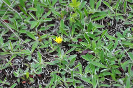 Parmi les herbes dans la nature pousse Pilosella officinarum