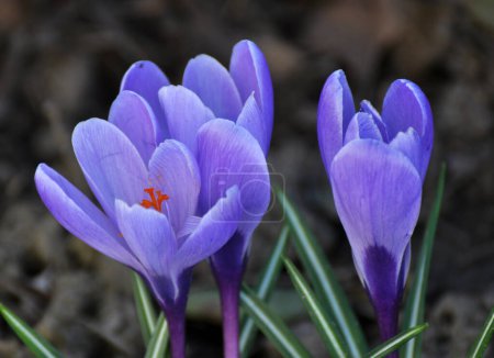 Téléchargez les photos : Dans la nature, les crocus de jardin fleurissent dans le lit de fleurs au printemps - en image libre de droit
