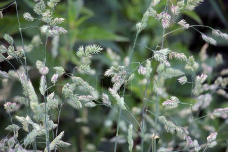 Téléchargez les photos : Dans la prairie fleurit l'herbe fourragère précieuse Dactylis glomerata - en image libre de droit