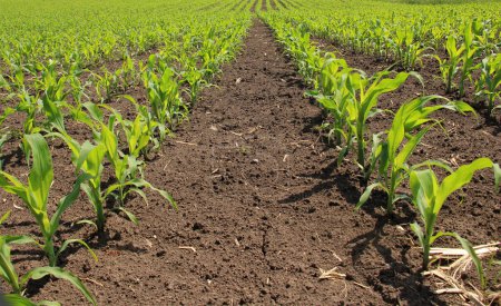Foto de En la primavera, brotes de maíz jóvenes surgieron en un campo de cultivo - Imagen libre de derechos