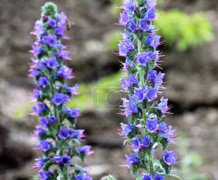 Photo for In nature, among the wild herbs bloom Echium vulgare - Royalty Free Image