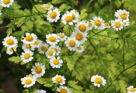 Foto de En verano, Tanacetum parthenium florece en la naturaleza - Imagen libre de derechos