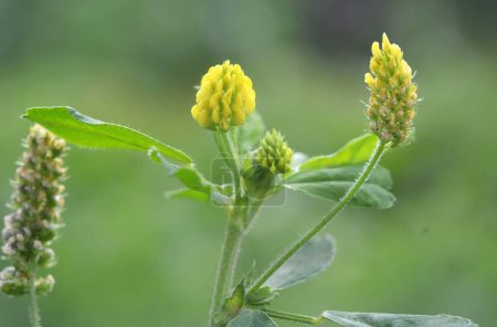 In the meadow in the wild blooms alfalfa hop (Medicago lupulina)