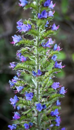 Photo for In nature, among the wild herbs bloom Echium vulgare - Royalty Free Image