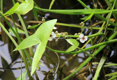 Photo for The wild aquatic plant Sagittaria sagittifolia grows in slow-flowing water - Royalty Free Image
