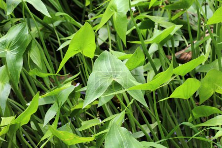 The wild aquatic plant Sagittaria sagittifolia grows in slow-flowing water