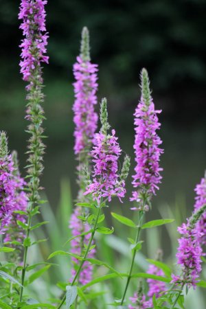 Lythrum salicaria grows in the wild on the riverbank and in wet places