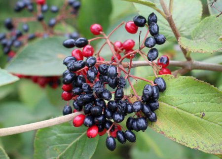 In the summer, viburnum is whole-leaved (Viburnum lantana) berries are ripening