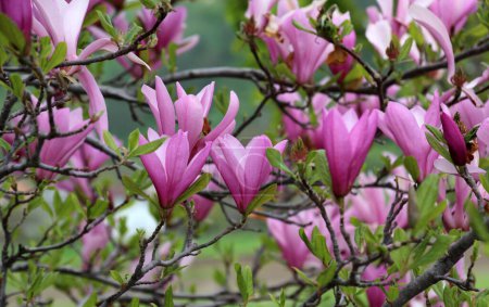 Photo for In the spring, a magnolia tree blooms in the garden - Royalty Free Image