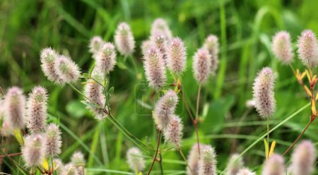 Foto de Trifolium arvense crece en el prado entre hierbas silvestres - Imagen libre de derechos