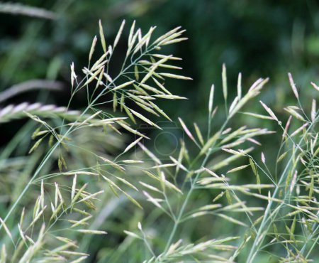 Téléchargez les photos : Brome d'herbe céréalière pousse dans la nature - en image libre de droit