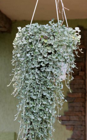 Planta perenne trepadora dichondra crece en el jardín