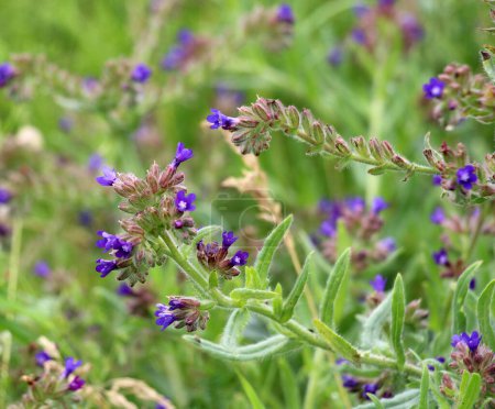 Photo for Anchusa blooms in the wild in the meadow - Royalty Free Image