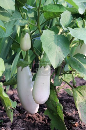 Photo for White eggplant grows in open organic soil - Royalty Free Image