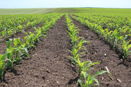Foto de En el campo del granjero hay hileras de plántulas jóvenes de maíz. - Imagen libre de derechos