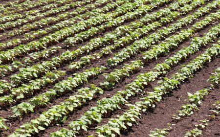 Téléchargez les photos : Semis de soja de printemps dans un champ agricole - en image libre de droit