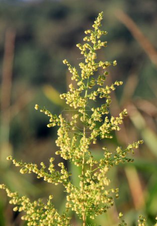 Photo for Annual wormwood (Artemisia annua) grows in the wild - Royalty Free Image