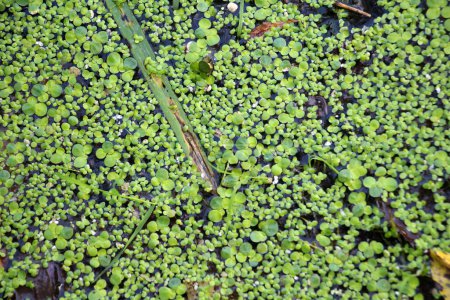 Photo for Medicinal plant lesser duckweed (Lemna minor) grows in the wild in a reservoir - Royalty Free Image