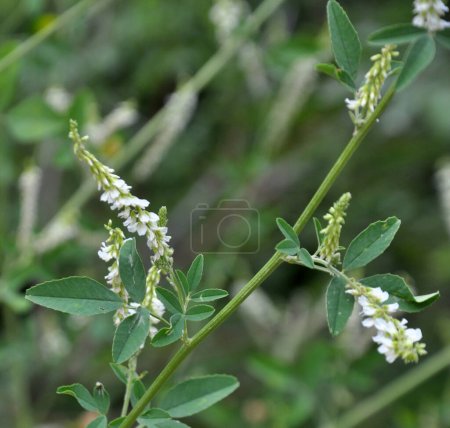 Photo for In the wild nature, a honey-bearing plant, the white melilot (Melilotus albus), blooms - Royalty Free Image