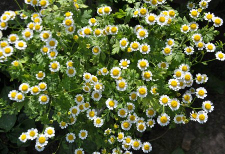 Photo for In summer, Tanacetum parthenium blooms in nature - Royalty Free Image
