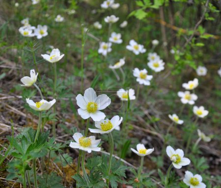 Foto de En primavera en la naturaleza, en el bosque florece Anemone sylvestris - Imagen libre de derechos