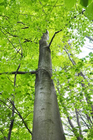 Foto de Valiosos hayas comunes (Fagus sylvatica) crecen en el bosque - Imagen libre de derechos
